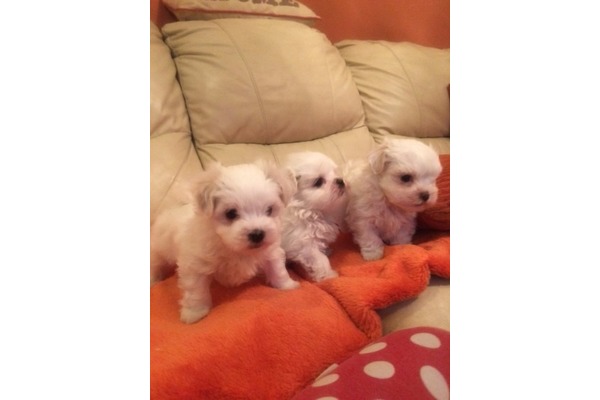 Maltese terrier yaş 0-3 Aylık