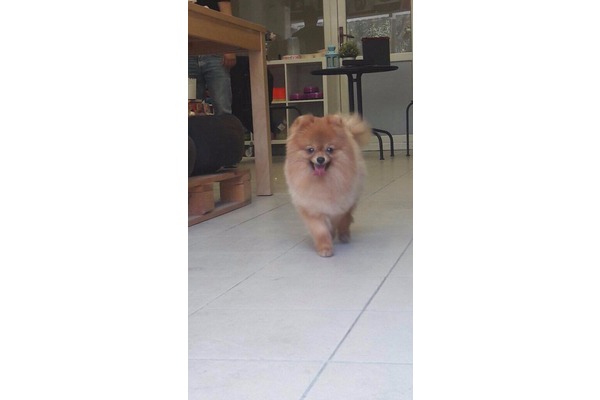 köpek Pomeranian fiyatları