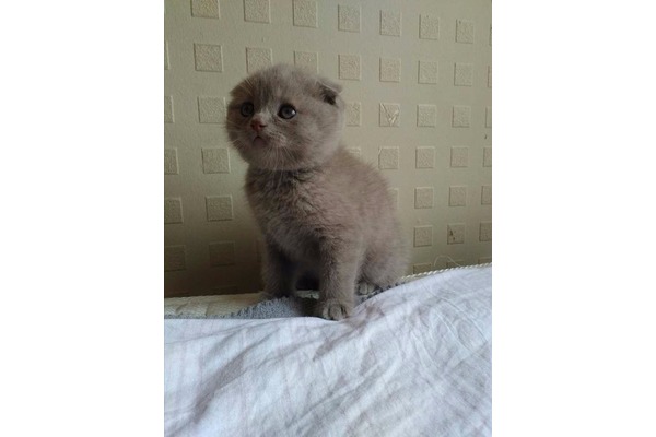 Scottish fold kedi Nilüfer
