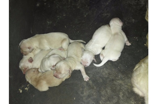 yaş 0-3 Aylık köpek İstiklal Mah.