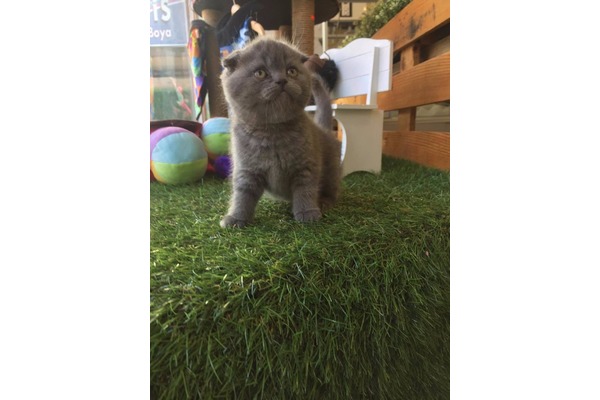 Scottish fold Çengelköy Mah.