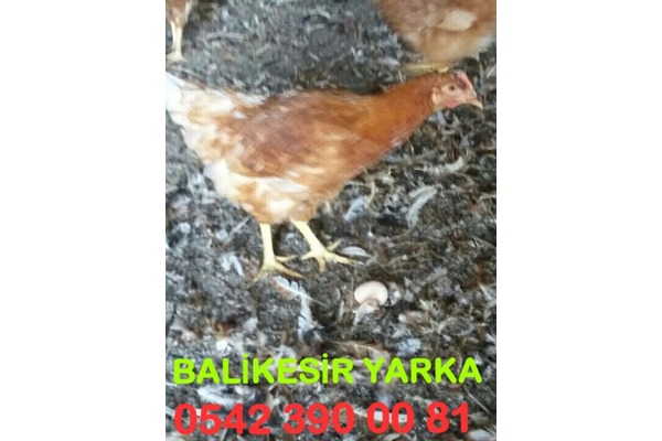 lohman brown tavuk fiyatları