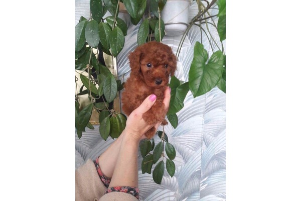 Poodle Dişi ve Erkek Çengelköy Mah.