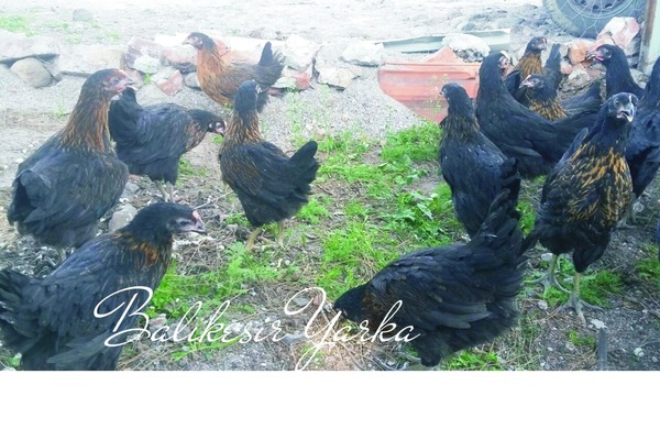 Barutçular Mah. hayvanlar fiyatları