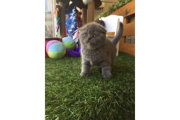 Scottish fold 1 TL Çengelköy Mah.