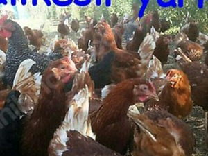  Çiftlikköy Köyü hayvanlar ilanları