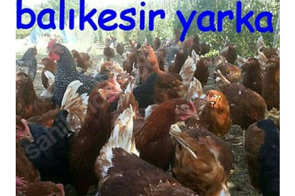 Çiftlikköy Köyü hayvanlar ilanları