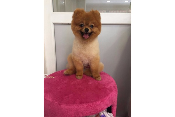 Pomeranian Çengelköy Mah.