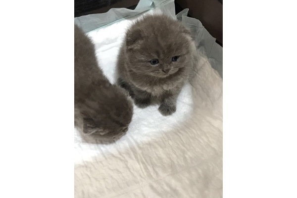 Scottish fold Cumhuriyet Mah.