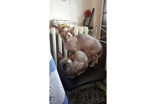 Sphynx Damızlık