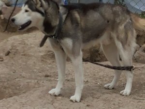 kayıp husky Karacakaya Mah. köpek ilanı