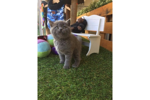 kedi British shorthair fiyatları