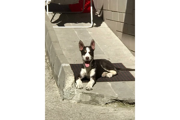 yaş 3-6 Aylık köpek Küçükesat Mah.