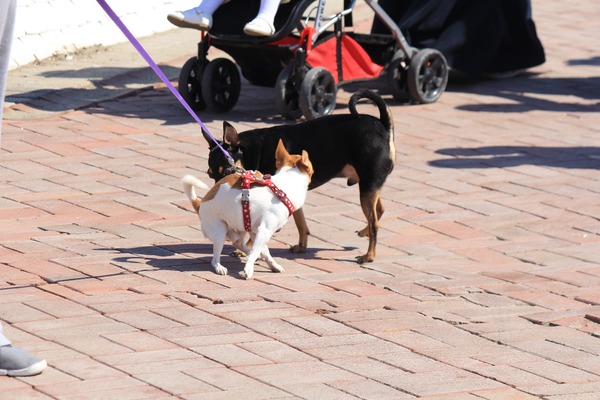 Pinscher Erkek köpek