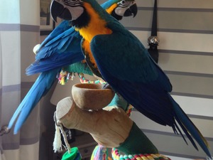  Sarı mavi ara papağanı Sahibinden Çataloluk Köyü