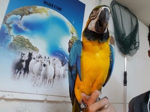  Sarı mavi ara papağanı Dişi ve Erkek Papağan
