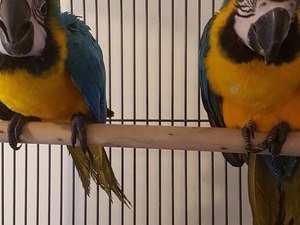  Sarı mavi ara papağanı Dişi ve Erkek Papağan