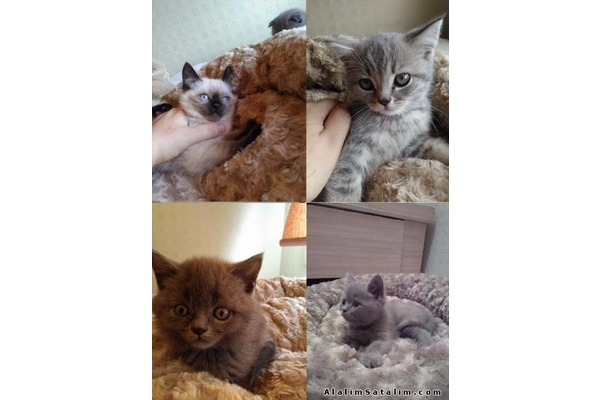 British shorthair Dişi ve Erkek Sakarya Mah.