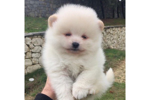 Pomeranian Dişi ve Erkek Şenlikköy Mah.