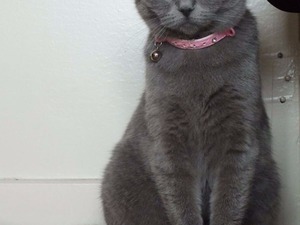  British shorthair Dişi Efeler Mah.