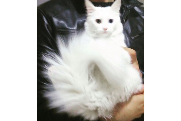 Van Dişi kedi