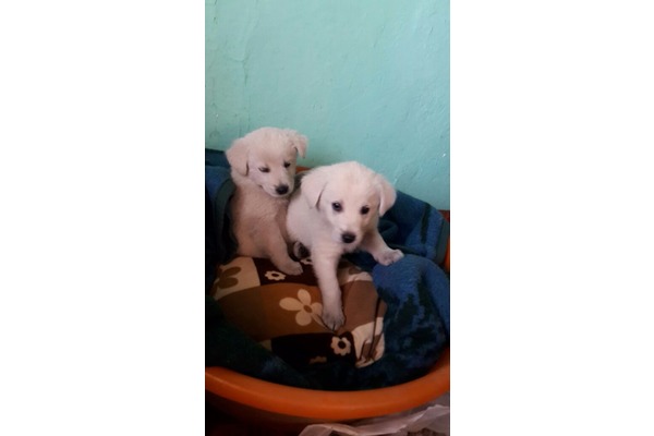 Aydınlık Mah. köpek ilanı