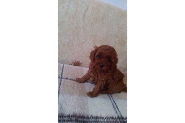Çengelköy Mah. köpek ilanı