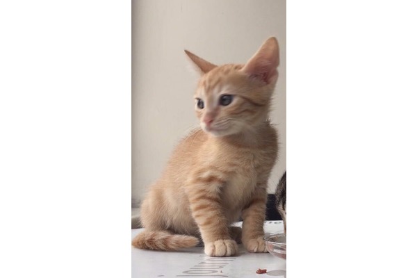 Erkek kedi Nurtepe Mah.