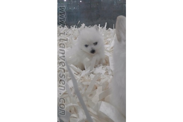 köpek Spitz fiyatları