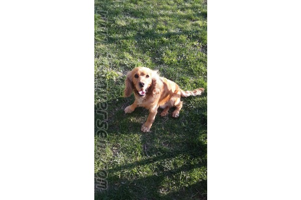 köpek American coccer fiyatları