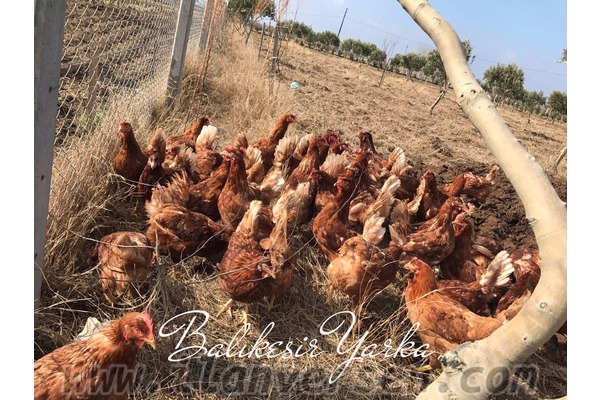Heceler Köyü hayvanlar fiyatları