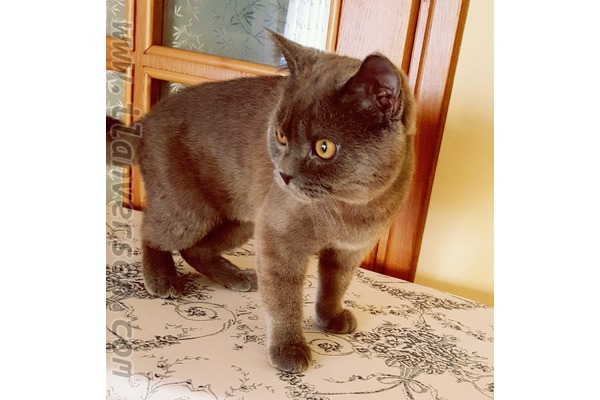 kedi ilanlari 4 Temmuz Mah.