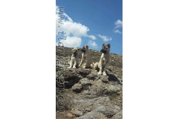 Kangal Tecer Köyü