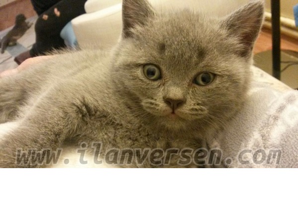 Etlik Mah. kedi fiyatları