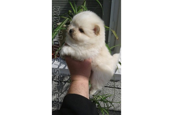Pomeranian Dişi ve Erkek Çapak Mah.