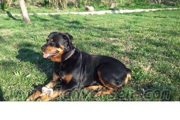 Rottweiler Dişi köpek