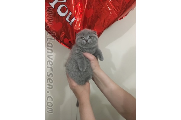 Şenlikköy Mah. kedi fiyatları