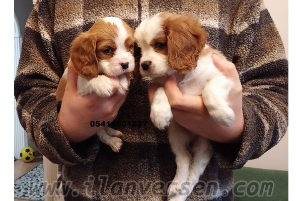 Cavalier king Charles Altınşehir Mah.