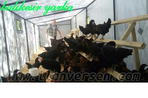 Demirciler Köyü hayvanlar fiyatları