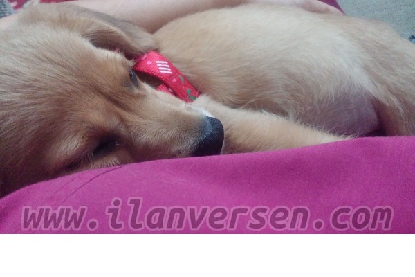 Zuhuratbaba Mah. köpek fiyatları