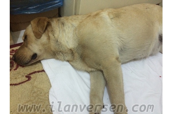 Diğer köpek ırkı İlk hayvan bakacaklara