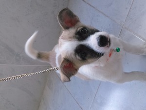  Jack Russel terrier yaş 0-3 Aylık