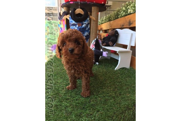 Poodle Sahibinden Çengelköy Mah.