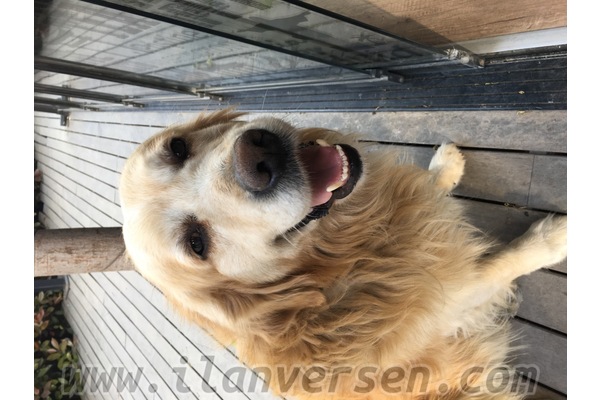 Golden retriever yaş 6-12 Aylık