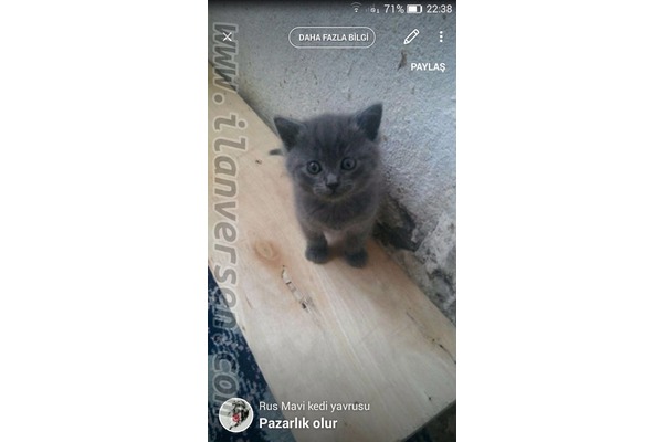 Dişi ve Erkek Sahibinden Ferahlı Mah.