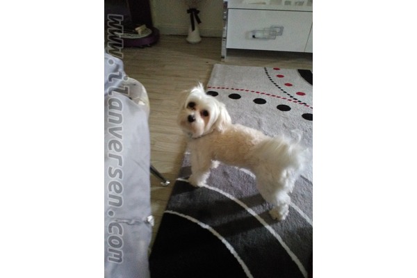 Maltese terrier yaş 2