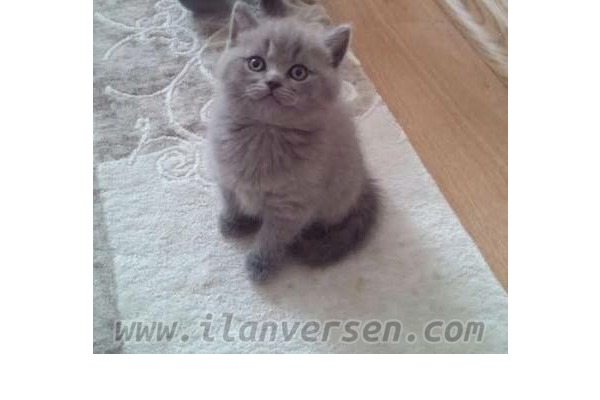 British shorthair İlk hayvan bakacaklara