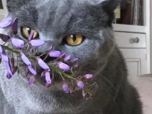 British shorthair Hacı Halife Mah.