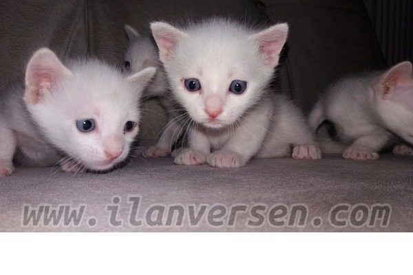 Fethiye Mah. kedi ilanı ver