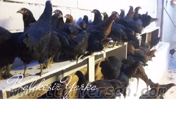 Beğendik Bld. hayvanlar fiyatları